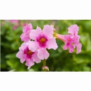 Pack of 5 Extra Large Resilient Gloxinia Plants