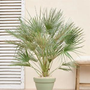 Profitez de 21 de réduction sur Chamaerops humilis Livraison de plantes