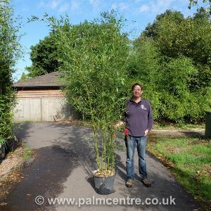 Get 35 Discount on Phyllostachys Bissetii  30L Pot 300325cm Tall
