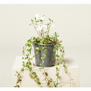 Enjoy 25 Discount on Vinca minor Alba in a 9cm Pot
