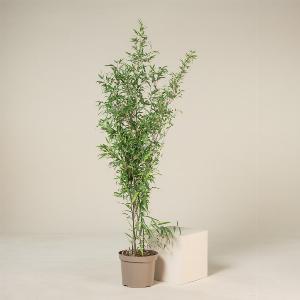 Enjoy 35 Discount on Phyllostachys Nigra  910 Litre Pot 180200 cm