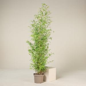 Enjoy 35 Discount on 50L Phyllostachys aurea  Height 300350cm