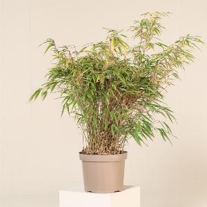 Enjoy 35 Discount on Fargesia rufa in 910 Litre Pot 6090cm Height