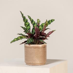 Enjoy 20 Discount on Calathea Insignis  12cm Pot 2530cm Height