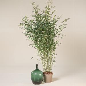 Get 35 Discount on 18L Phyllostachys Bissetii  Height 200250cm