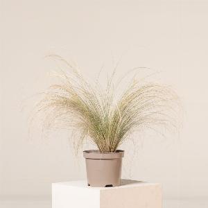 Stipa tenuissima Pony Tails  225Ltr pot