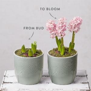 Planter for Hyacinth Bulbs