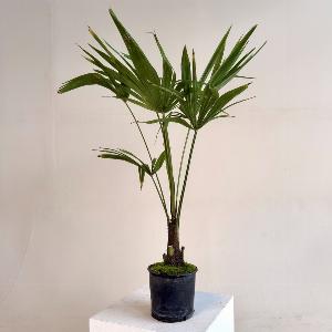 Get 35 Discount on Trachycarpus fortunei  335L Pot 6570cm Tall