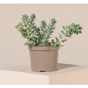 Euphorbia myrsinites  15L pot recyclable now 446 save 25